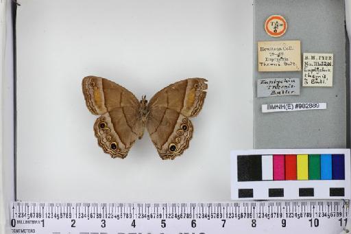 Cissia themis (Butler, 1867) - BMNH(E)_982889_Cissia themis_ST_male (5)