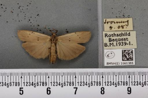 Pelosia muscerda (Hufnagel, 1766) - BMNHE_1661388_284989