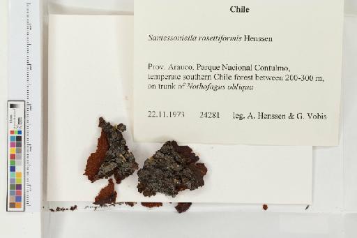 Santessoniella rosettiformis Henssen - 013762533_a
