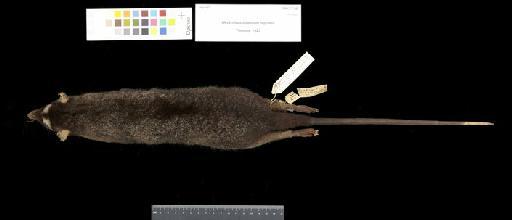 Metachirus opposum nigratus Thomas, 1923 - 1900.7.7.62_Skin_Dorsal