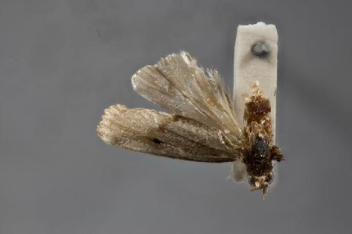 Calamotropha atkinsoni Zeller - 010293401_Calamotropha_atkinsoni_Holotype_dorsal_65mm_1