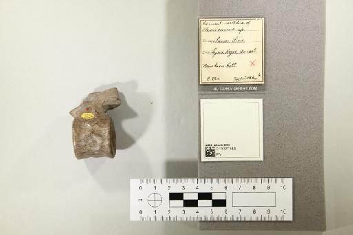 Thalassiodracon hawkinsi (Owen, 1838) - 010025744_L010221590