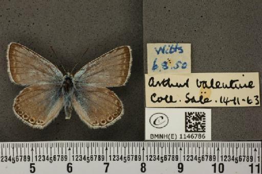 Lysandra coridon ab. suffusa Tutt, 1896 - BMNHE_1146786_100569