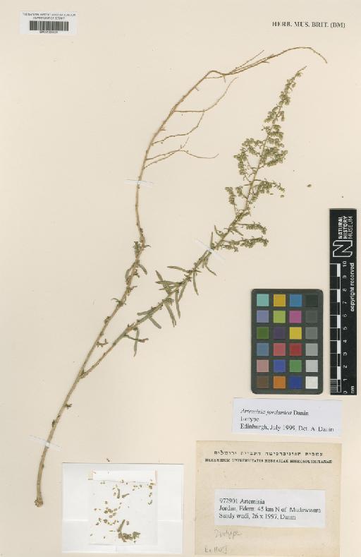 Artemisia jordanica Danin - BM001209594