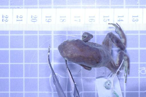 Callulops humicola compta (Zweifel, 1972) - Image of specimen 1961.844