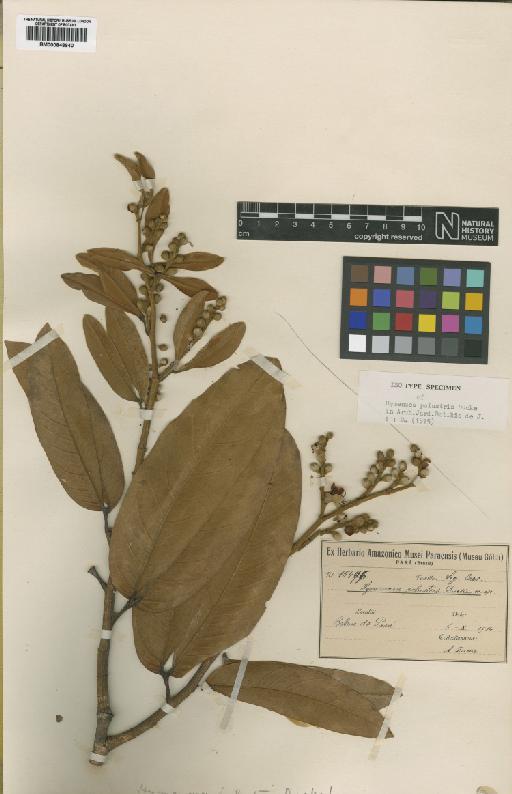 Hymenaea oblongifolia var. palustris (Ducke) Langenh - BM000848940