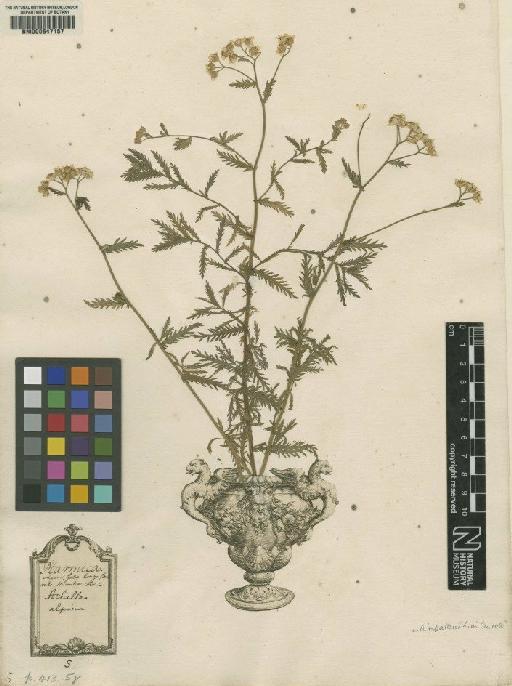 Achillea alpina L. - BM000647157