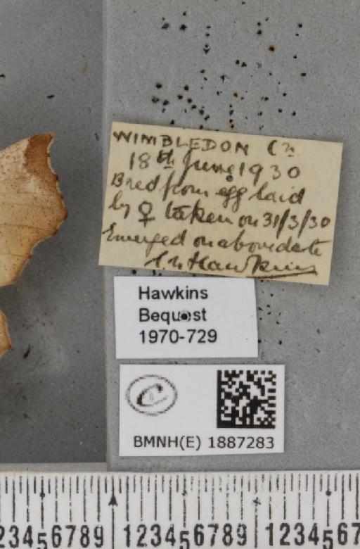 Selenia dentaria (Fabricius, 1775) - BMNHE_1887283_label_445832