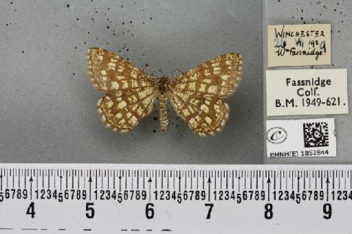 Chiasmia clathrata clathrata (Linnaeus, 1758) - BMNHE_1852844_424463