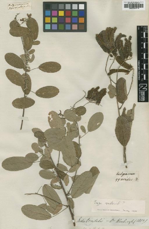 Desmodium gyroides (Roxb. ex Link) DC. - BM000946779