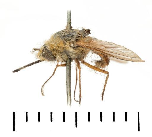 Bombylius rubriventris Bigot, 1892 - NHMUK 010976526 HT Bombylius rubiventris whole body lateral