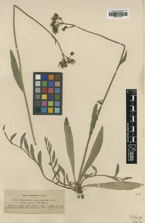 Hieracium bauhini subsp. arvorum Nägeli & Peter - BM001047897