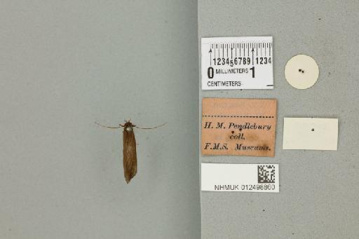 Lepidostoma grande (Banks, 1931) - 012498860_reverse