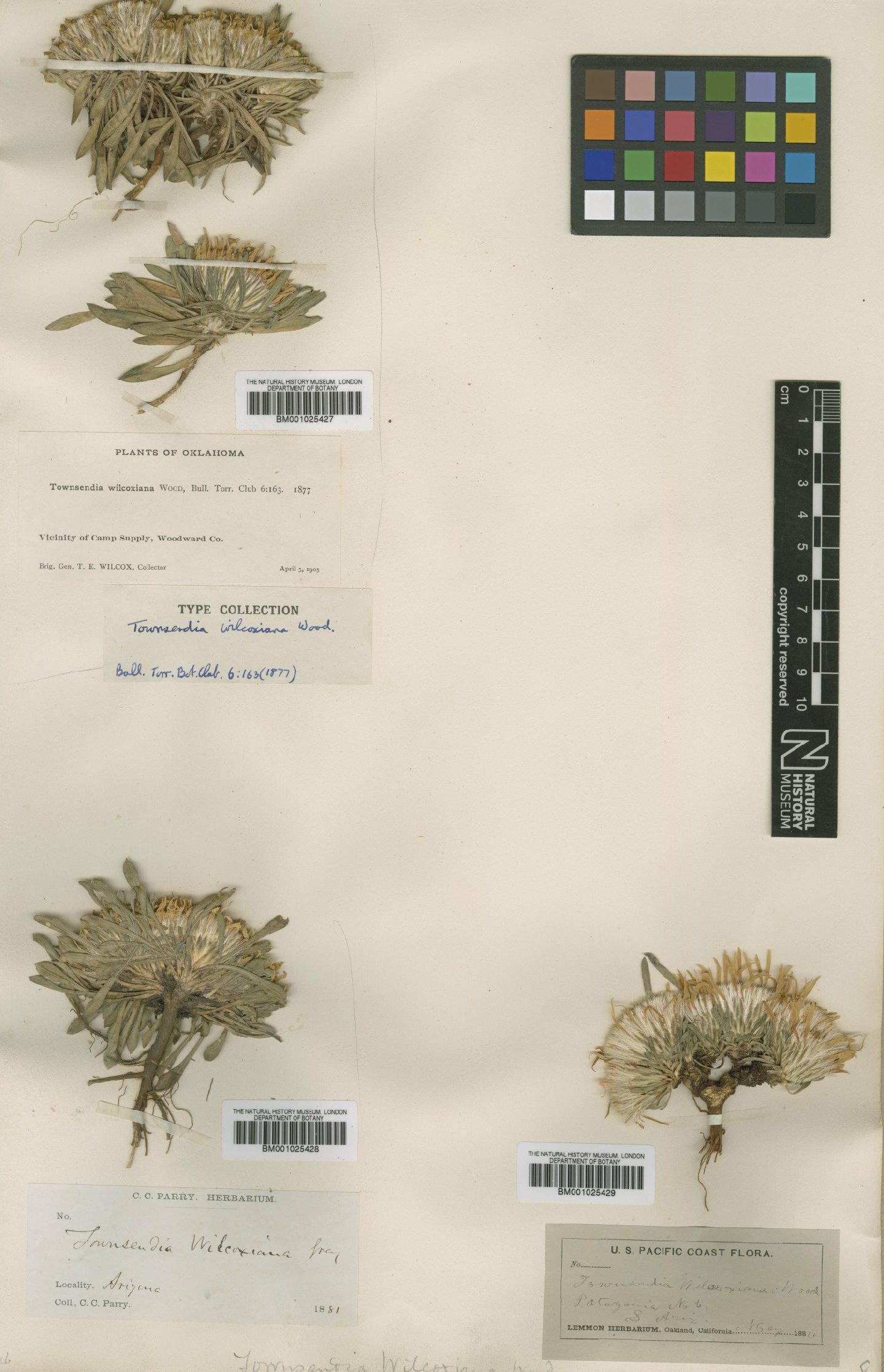To NHMUK collection (Townsendia exscapa (Richardson) Porter; Type; NHMUK:ecatalogue:747238)