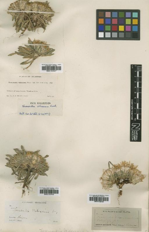 Townsendia exscapa (Richardson) Porter - BM001025429