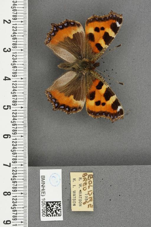 Aglais urticae ab. urticoides Fischer von Waldheim, 1851 - BMNHE_1057060_46743