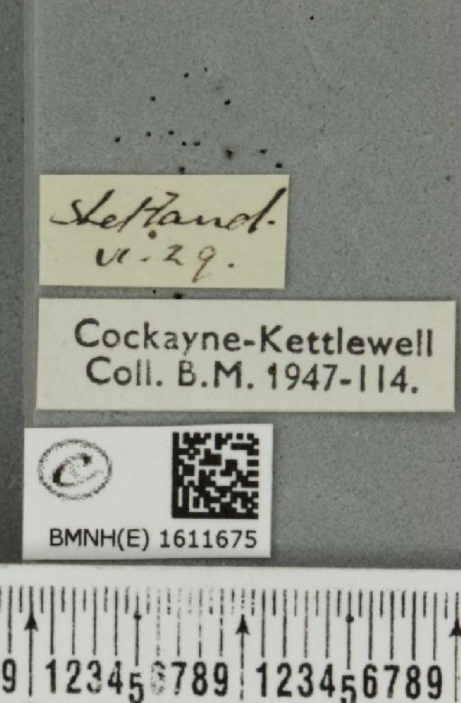 Xanthorhoe decoloraria decoloraria (Esper, 1806) - BMNHE_1611675_label_307882