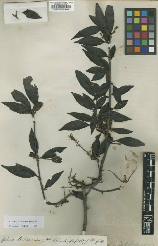 Ruprechtia tenuiflora Benth. - BM000571436