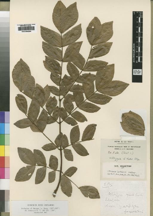 Albizia le-testui Pellegr - BM000842094