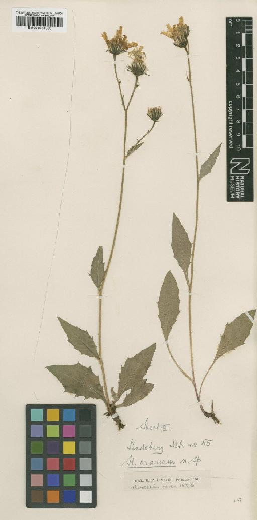 Hieracium subramosum subsp. orarium (Lindeb.) Zahn - BM001051060