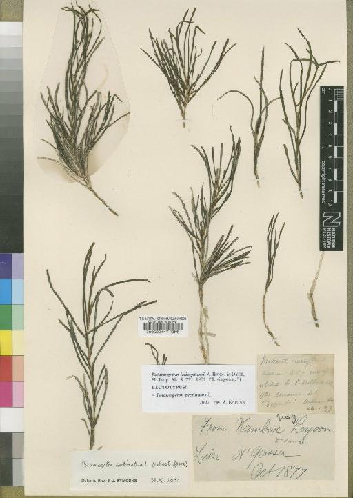 Potamogeton pectinatus L. - BM000522417