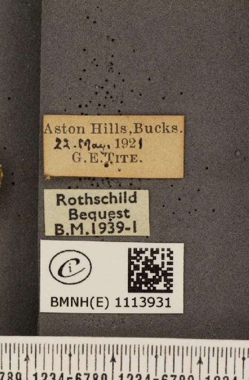 Anthocharis cardamines britannica ab. pupillata Lempke, 1936 - BMNHE_1113931_label_66545