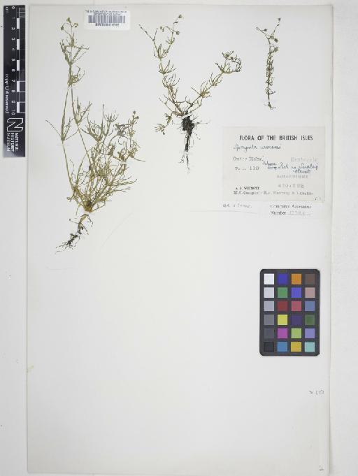 Spergula arvensis L. - 000601596