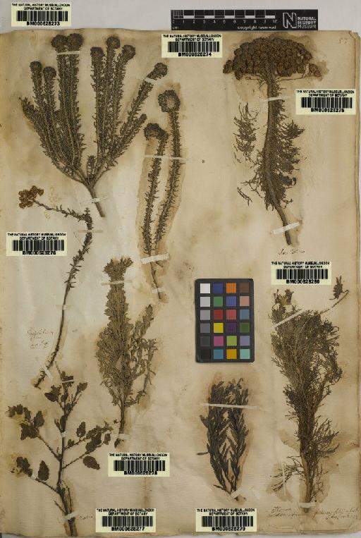 Plantae Haeckel - BM000628279