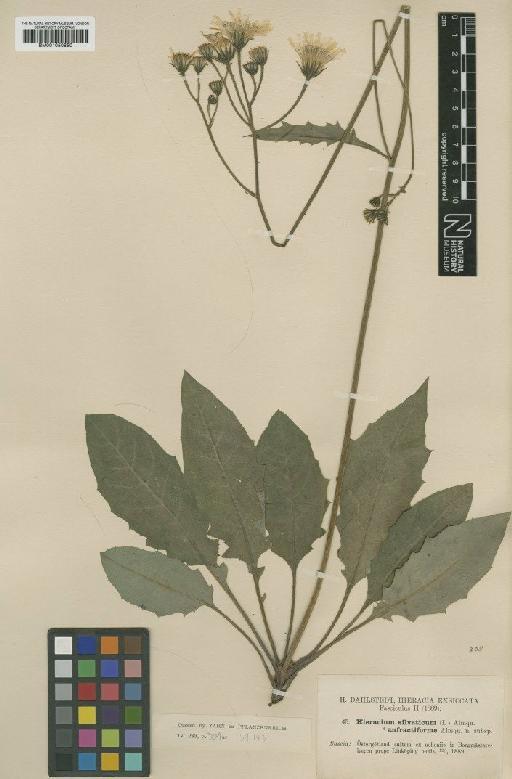 Hieracium murorum subsp. anfractiforme (Almq.) Zahn - BM001050850