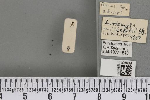 Liriomyza ptarmicae De Meijere, 1925 - BMNHE_1495609_50902