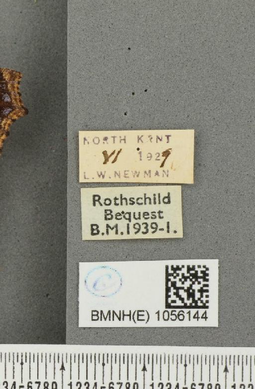 Aglais urticae ab. semialba Frohawk, 1938 - BMNHE_1056144_label_45664