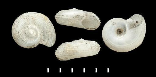 Cyclostrema sulcata A. Adams, 1850 - 1968725, Cyclostrema sulcata A. Adams, 1850