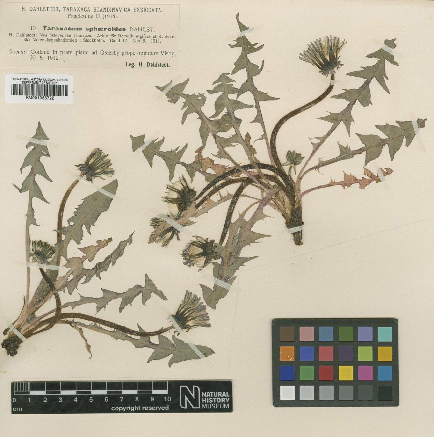 To NHMUK collection (Taraxacum sphaeroides Dahlst.; TYPE; NHMUK:ecatalogue:2230012)