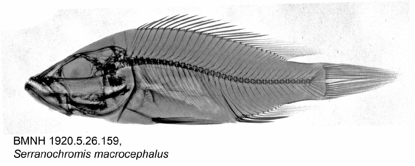 Serranochromis macrocephalus
