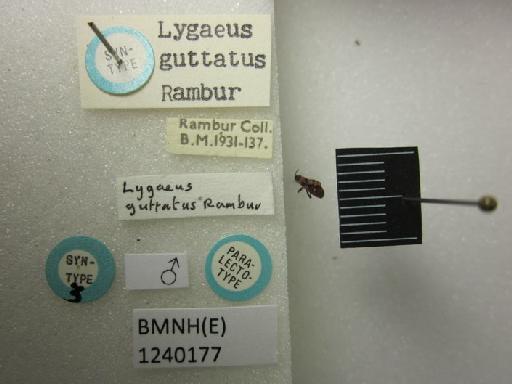Lygaeus guttatus Rambur, 1839 - Lygaeus guttatus-BMNH(E)1240177-Paralectotype male dorsal & labels