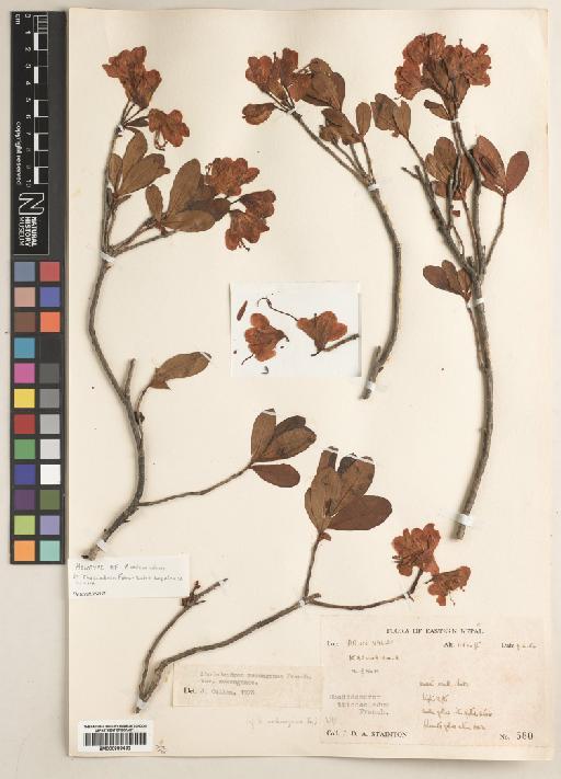 Rhododendron mekongense (Franch.) - BM000888482