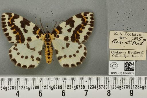 Abraxas grossulariata (Linnaeus, 1758) - BMNHE_1847805_418109