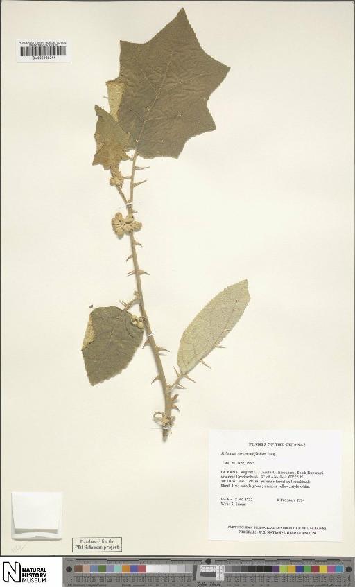 Solanum stramoniifolium Jacq. - BM000935044