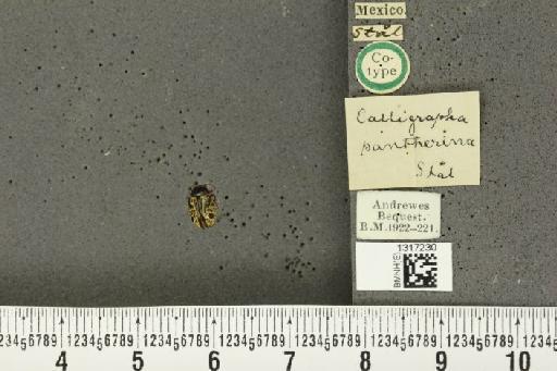 Calligrapha (Calligrapha) pantherina Stål, 1859 - BMNHE_1317230_16841