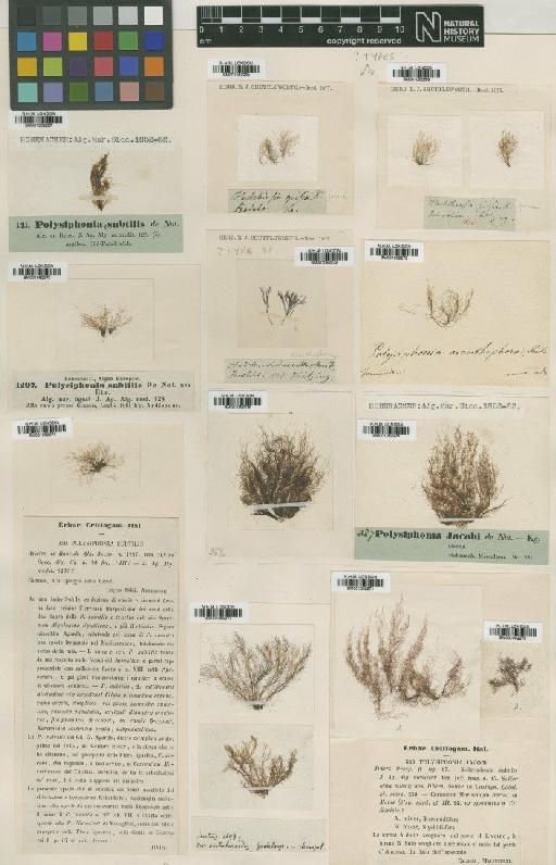 Polysiphonia sertularioides (Gratel.) Agardh - BM001082272