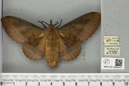 Gastropacha quercifolia (Linnaeus, 1758) - BMNHE_1520421_198281