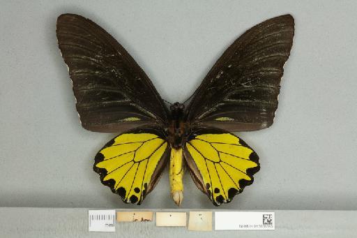 Troides helena cerberus Rothschild, 1895 - 013606395_additional