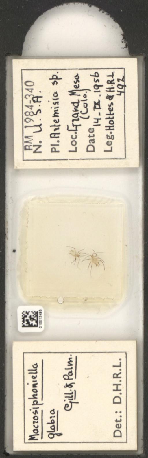 Macrosiphoniella glabra Gillette & Palmer, 1928 - 010013495_112660_1094724