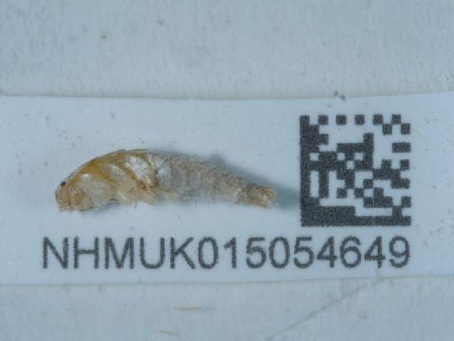 Ctenolepisma longicaudata Escherich, 1905 - 015054649_2