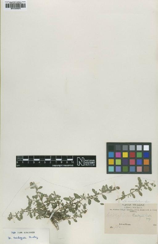 Euploca procumbens (Mill) Diane & Hilger - BM000956375