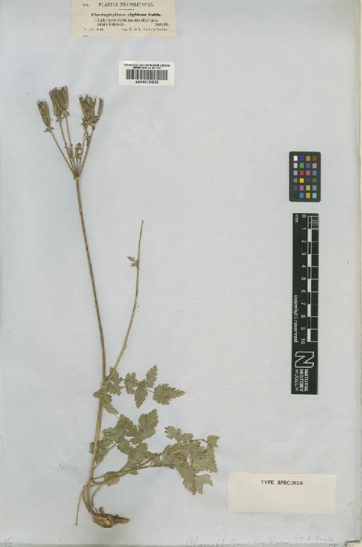 Chaerophyllum villarsii W.D.J.Koch - BM000751939