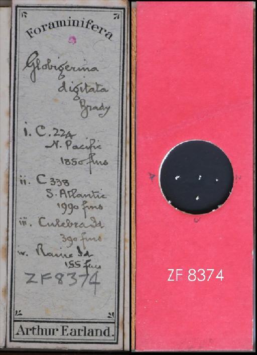 Globigerina digitata Brady, 1879 - ZF 8374.tif