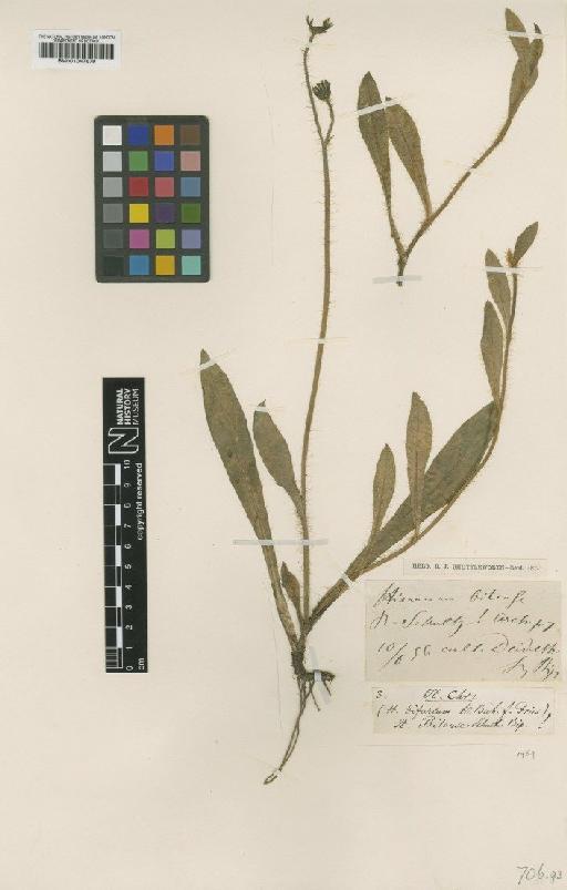 Hieracium brachiatum subsp. bitense Nägeli & Peter - BM001047679