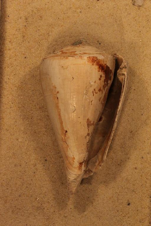 Conus haytensis Sowerby, 1849 - GG 20126. Conus haitensis (specimen)