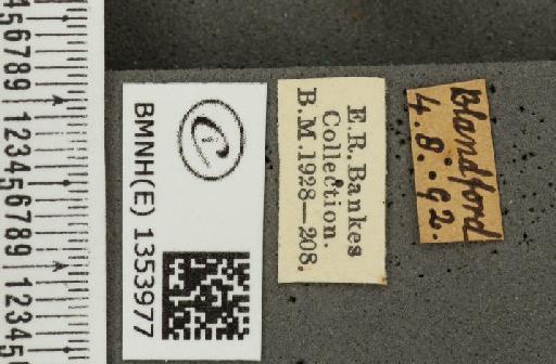 Hesperia comma (Linnaeus, 1758) - BMNHE_1353977_label_156128